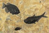 Green River Fossil Fish Mural With Diplomystus & Phareodus #206603-4